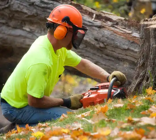 tree services South Bound Brook